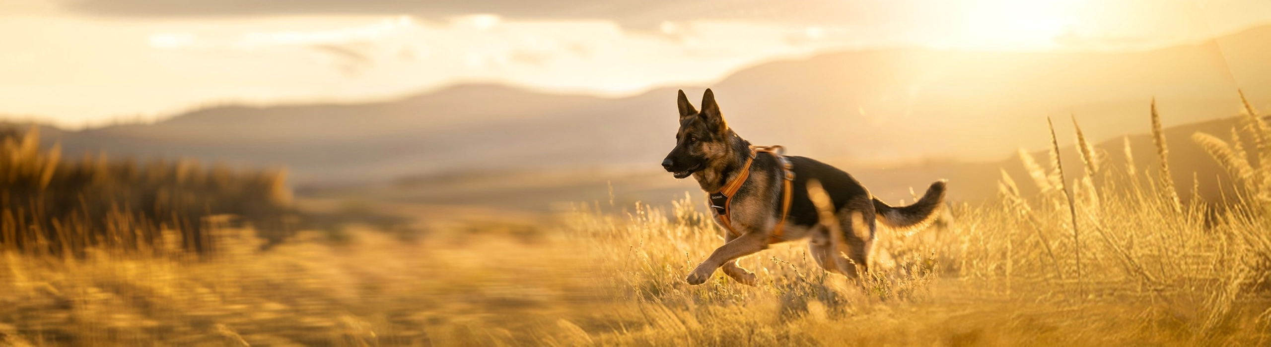 pogopup-banner-1