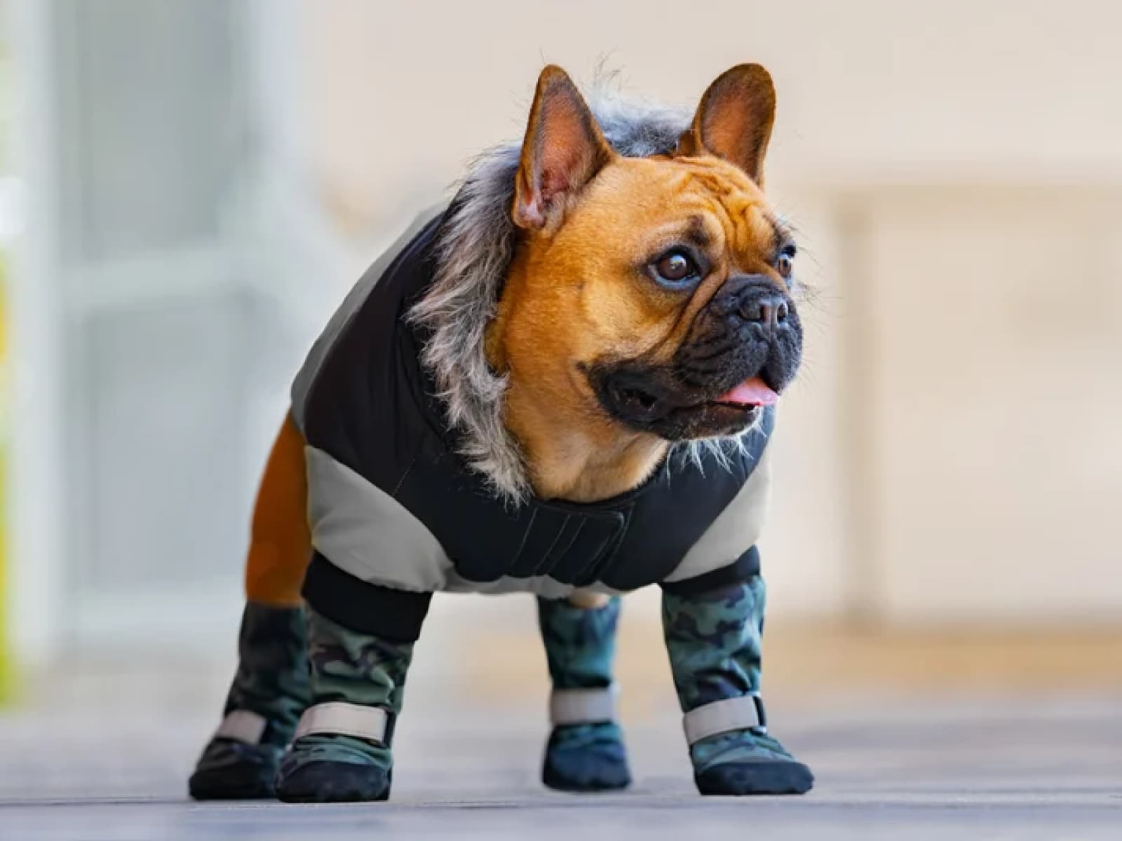 Why Do Dogs Need Protective Boots for Winter?