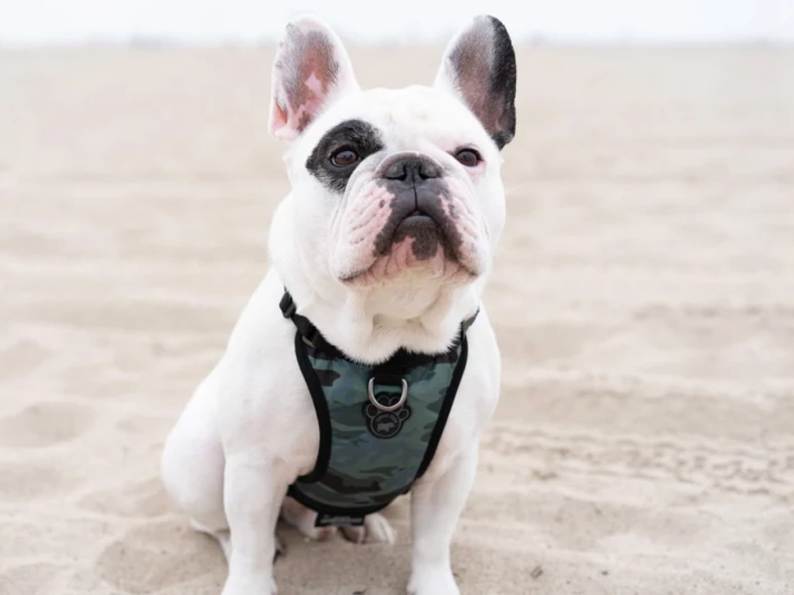 Harness vs. Collar: What Is the Best Option for Dog Walking?