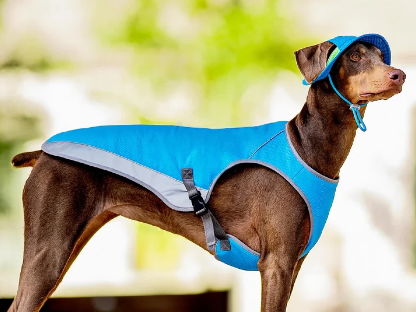 10 Tips to Keep Your Dog Cool and Prevent Overheating This Summer