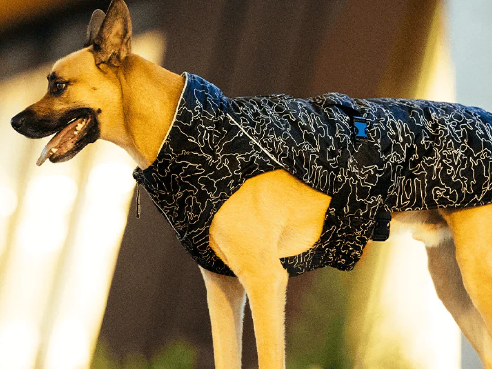 The Best Large Dog Clothes for Every Season
