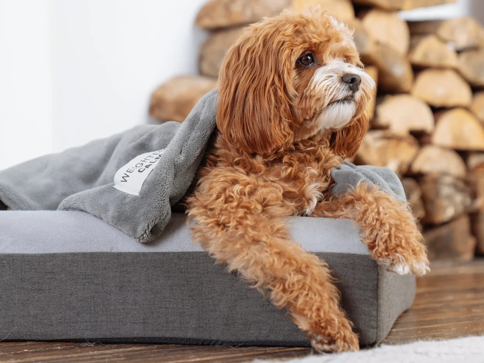 New Puppy Checklist: Everything New Dog Owners Need